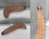 Caradrina flavirena